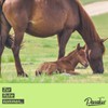 Pasalus Horses Bach Flowers Cane Sugar Cube for Anxiety, Stress