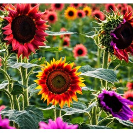 150 Pcs Sunflower Seeds for Planting - Plant Grow Beauty Mix Color Yellow Purple Red Sunflower in Your Home Outdoor Garden - Non GMO Heirloom - Mix Varieties