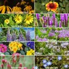 Wildflower Seeds Bulk, 2 Oz. 80,000+ Seeds – Save The