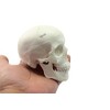 Zgood - Modelo anatómico de hueso de calavera con cabeza
