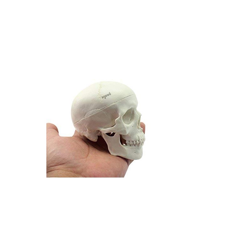 Zgood - Modelo anatómico de hueso de calavera con cabeza