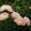 Outsidepride Pink Paeony Aster Seeds - 2000 Seeds