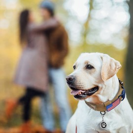 OEBEESA Tactical Dog Collar Adjustable Military Collar: - Nylon K9 Collars with Handle and Heavy Duty Metal Buckle for Medium Dogs with 3 Patches and Airtag Case Holder (M, Brown)