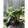 Unbranded one independent root of variegated banana live plant, ready