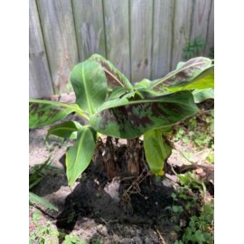 Unbranded one independent root of variegated banana live plant, ready to plant