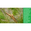 10 Suppositories with Propolis Extract, Oily Extract of Pine Resin