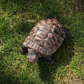 Sdeetesamjun Tortoise Turtle Statue,Resin Garden Sculpture Indoor/Outdoor Yard Lawn Ornament,Home Decor (Large)