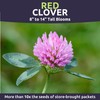 Red Clover - Large 1 Ounce Packet - 15,000 Flower