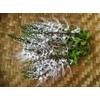 Lowhill Valley Java Tea Herbal Tea - Discover the Wellness