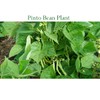Certified Organic Pinto Beans Raw non-GMO Vegan Bulk (5LB)