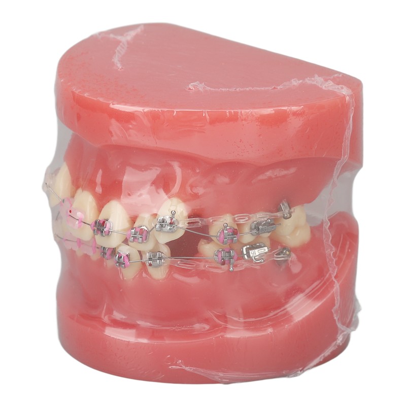 Demonstration Orthodontics Dental Model Disassembled Resin Teeth Model for Teaching