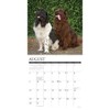 Newfoundlands 2026 12" x 12" Wall Calendar
