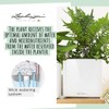 Lechuza Cube - Glossy, High-Quality Plant Cube with Stick Irrigation