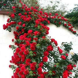 400+ Mixed Climbing Rose Seeds for Planting - Climbing Rose Rosa Bush Vine Non-GMO Heirloom Seeds for Outdoor Indoor Garden