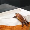 Reptile Ramp Water Bowl Dish Reptile Bathing Pool Feeding Dish