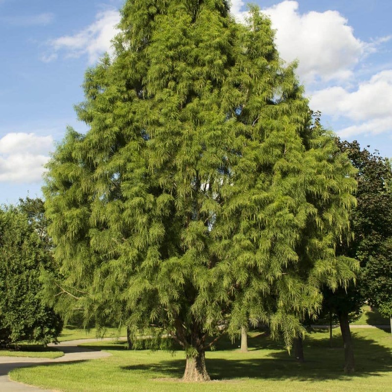 Bald Cypress | 3 Live Trees | Taxodium Distichum |
