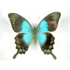 asiahouse24 A Real Exotic Prepared Butterfly in Picture Frame Wall