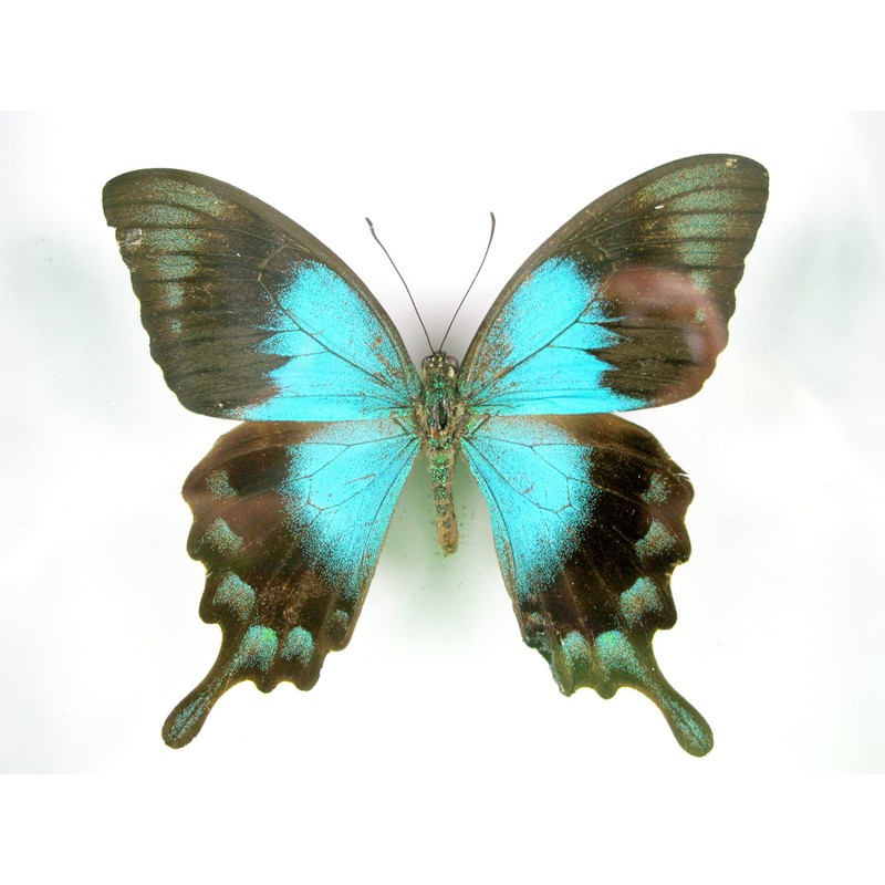 asiahouse24 A Real Exotic Prepared Butterfly in Picture Frame Wall