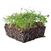 Parsley Seeds - Plain or Single - 5 Lb ~120,000