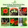 Outsidepride Double Gleam Scarlet Nasturtium Seeds - 200 pcs Annual,