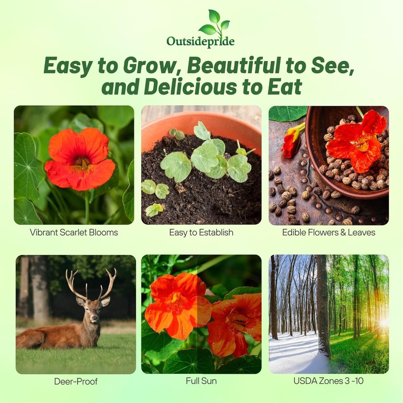 Outsidepride Double Gleam Scarlet Nasturtium Seeds - 200 pcs Annual,