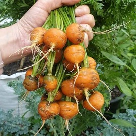 Carrot Seeds - Parisian - Packet - Vegetable Seeds, Heirloom Seed, Open Pollinated Seed Easy to Grow & Maintain, Root Vegetable, Container Garden
