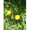 Fresh Wild Dandelion Plant 10x Dandelion plants - Live Organic/