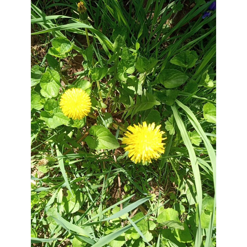 Fresh Wild Dandelion Plant 10x Dandelion plants - Live Organic/