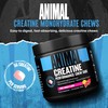 Animal Animal Creatine Chews - Enhanced Creatine Monohydrate Chewable Tablets with AstraGin & Sea Salt, Max Absorption, Pre Post-Workout Support, Muscle Pump, Strength & Recovery for Men & Women, Fruit Punch
