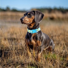 Bule Dog Collars for Small Dogs,Cute Dog Collar with Sunflower Patterns,Adjustable Comfy Soft Durable Pet Collar for Small Medium Large Extra Large Dogs(S)