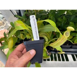 Unbranded Carnivorous Pitcher Plant - Nepenthes sanguinea - Tropical Pitcher Plant