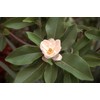 Sweet Bay Magnolia Tree | 10 Live Plants | Magnolia