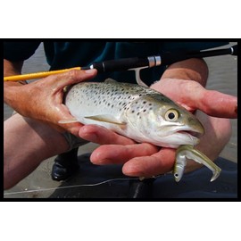 Fiiish Black Minnow 2 Fishing Jig Heads - Kaki/Silver, 6 g