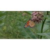 Milkweed Monarchy 2 oz (6k+) Common Milkweed Seeds (Asclepias syriaca),