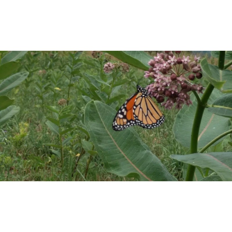 Milkweed Monarchy 2 oz (6k+) Common Milkweed Seeds (Asclepias syriaca),