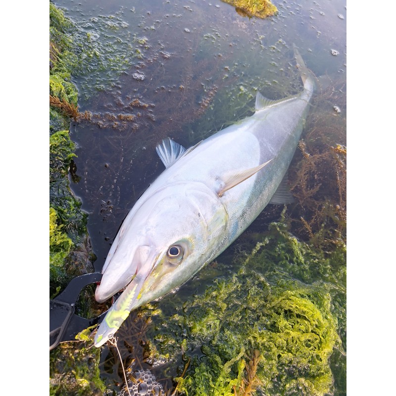 Flowfull Works Noid, 1.2 oz (30 g) (N008 Yellow Chart)