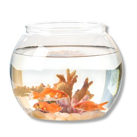 Lov Sawar Goldfish Bowl, Plastic, Cat Fishbowl, Goldfish, Goldfish, Goldfish, Aquarium, Medallion Pot, Terrarium, Unbreakable, Transparent, Lightweight, Stylish, Cute, Interior (XL (Diameter 9.8 x