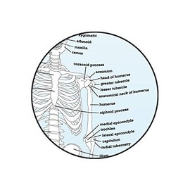 SMART by Simple Memory Art Human Skeleton Shower Curtain - EVA Vinyl