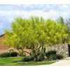 Foothills Palo Verde Tree 10 Seeds