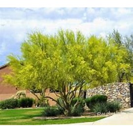 Foothills Palo Verde Tree 10 Seeds