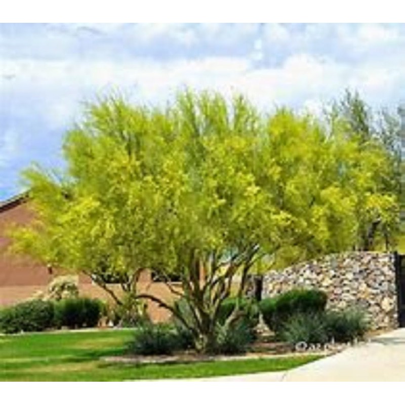 Foothills Palo Verde Tree 10 Seeds
