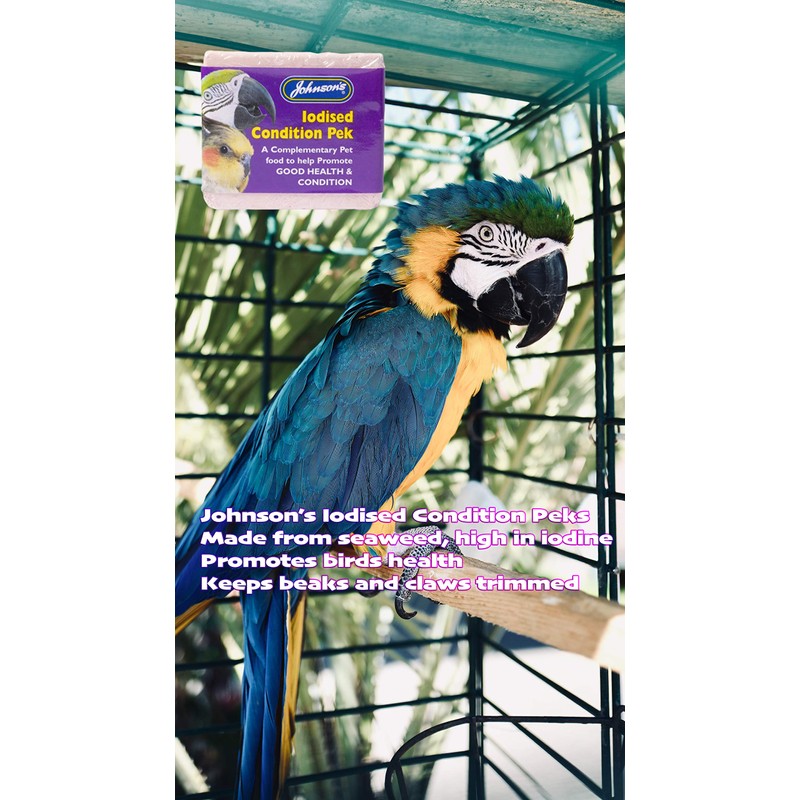 Johnson's Vet Macaw Large Bird Perch, Light Brown Wood, Contains