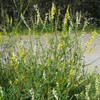 CHUXAY GARDEN 5000 Seeds Melilotus Officinalis,Sweet Yellow Clover,Yellow Melilot,Ribbed Melilot,Common