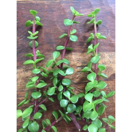 Succulent Portulacaria Afra Elephant Bush Spekboom Succulent 10 Cuttings - 6" approx