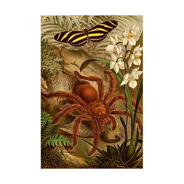 Tarantula - Bird Eating Spider Poster Print by FW Kuhnert