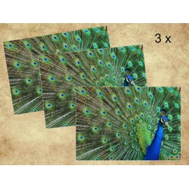 Edition Colibri PFAU Postcard Set of 3 Animal Postcards / Postcards of a Blue Peacock Striking a Wheel (10674)