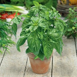 Eden Brothers Basil Seeds - Large Sweet for Pots Non-GMO Seeds for Planting, Packet | Low-Maintenance Herb Seeds, Plant During Spring Season, Zones 10, 3, 4, 5, 6, 7, 8, 9