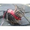 Mynwood Cat Jacket/Harness Red Fleece Kitten up to 8month