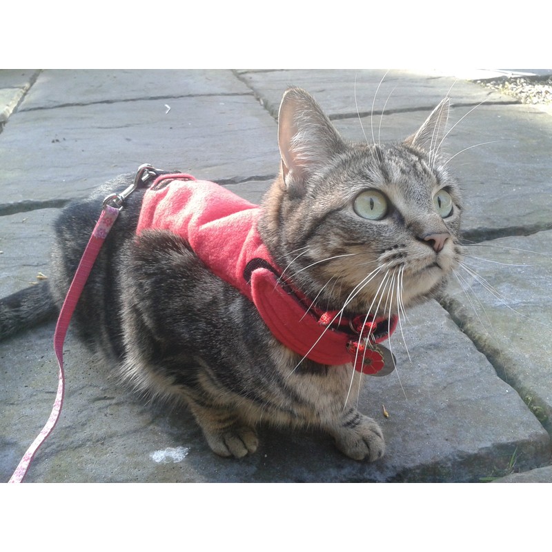 Mynwood Cat Jacket/Harness Red Fleece Kitten up to 8month