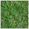 Everwilde Farms - 1 Lb Buffalo Grass Native Grass Seeds